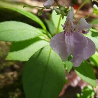 <i>Impatiens ciliifolia</i>  subsp.  sinharajensis  Grey-Wilson
